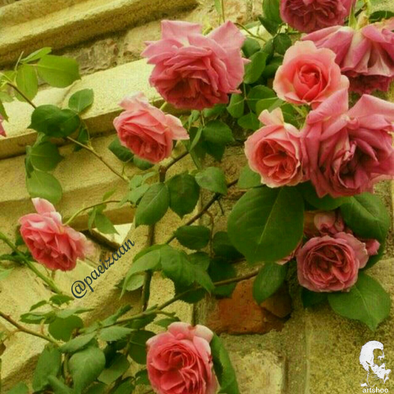 گل اورژینال رنگ روغن